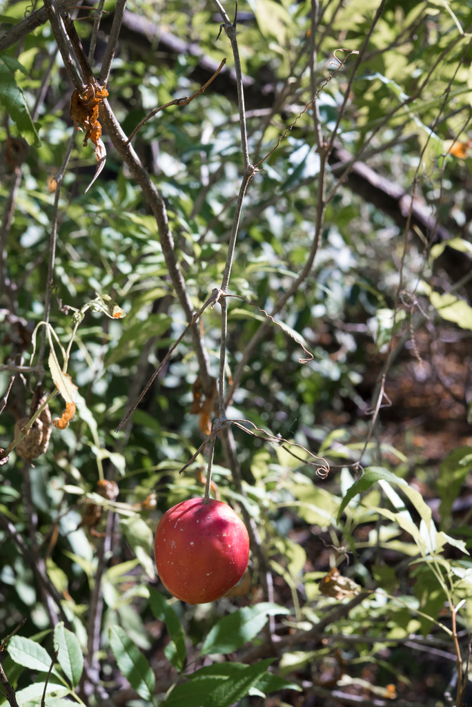 Ibervillea sonorae (S.Watson) Greene