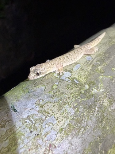 Hong Kong Slender Gecko