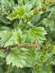 Ribes uva-crispa