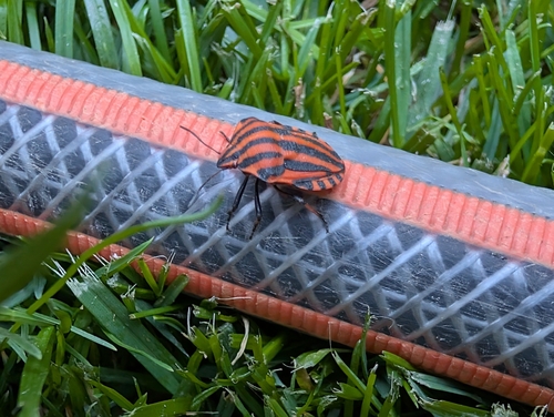 Continental Striped Shield Bug