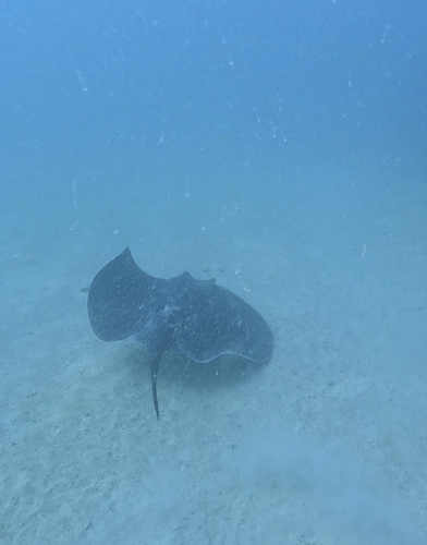 Blotched Fantail Ray