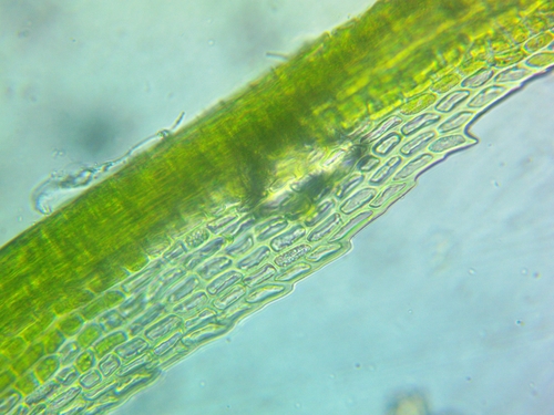 Dicranum condensatum observed 2026-05-03