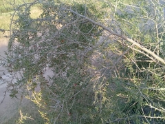 Condalia microphylla