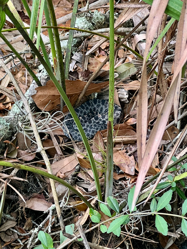 Pygmy Rattlesnake