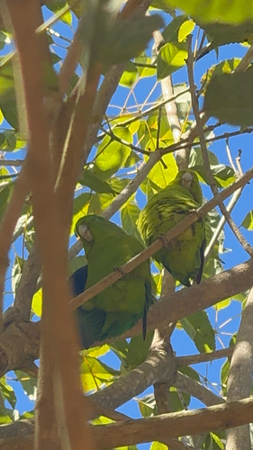 Cobalt-rumped Parrotlet