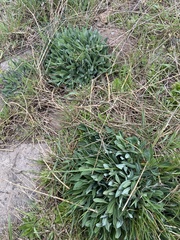 Silene vulgaris