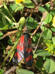 Zygaena graslini