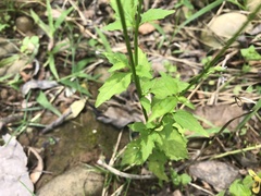 Lobelia cliffortiana