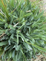 Silene vulgaris