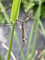 Tipula lateralis