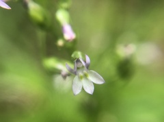 Lobelia cliffortiana