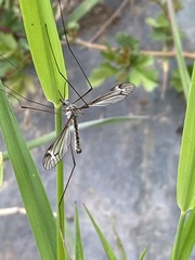 Tipula lateralis