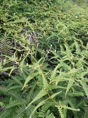 Dicranopteris pedata