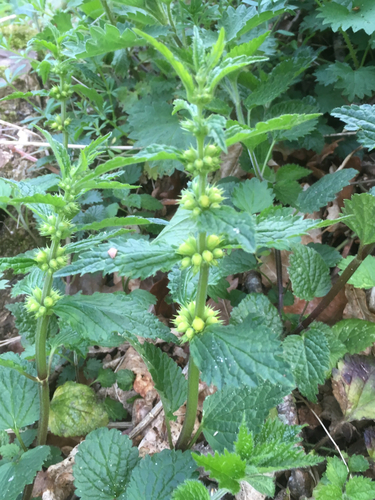 Geltonžiedis šalmutis nuotrauka