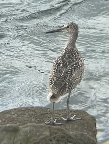 Willet