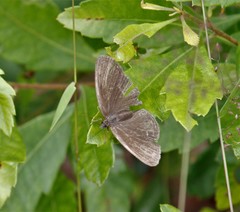 Hermeuptychia sosybius