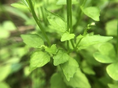 Lobelia cliffortiana