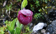 Cypripedium tibeticum