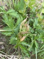 Geum rivale