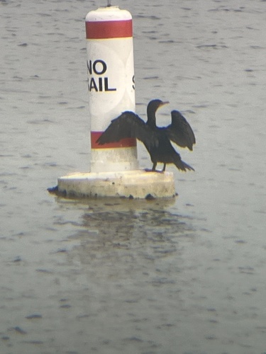 Double-crested Cormorant