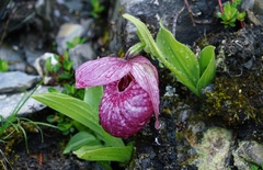 Cypripedium tibeticum