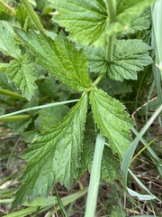 Geum rivale
