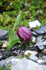 Cypripedium tibeticum