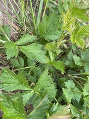 Geum rivale