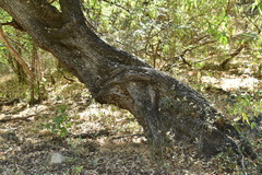 Quercus brandegeei