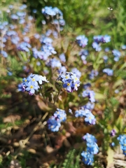 Myosotis