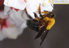 Xylocopa appendiculata