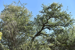 Quercus brandegeei