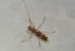 Eburia