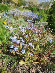 Myosotis