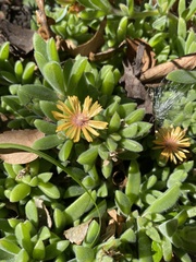 Malephora crocea