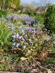 Myosotis