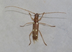 Eburia