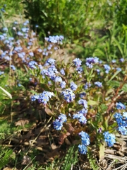 Myosotis