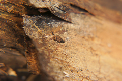 Synchita undata