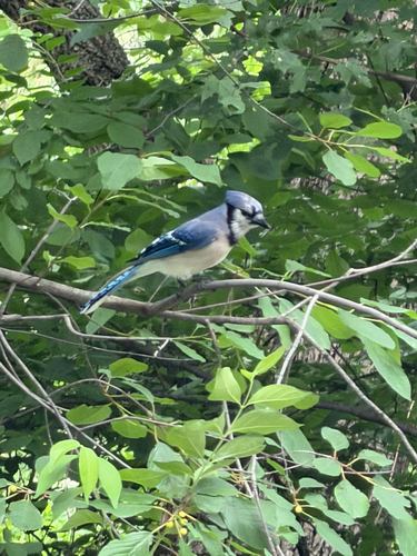 Blue Jay