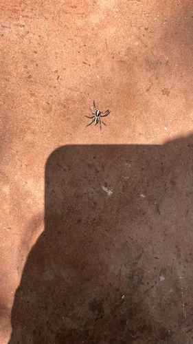 Pantropical Jumping Spider