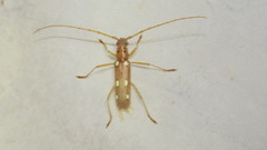 Eburia