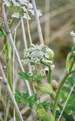 Hymenidium amabile