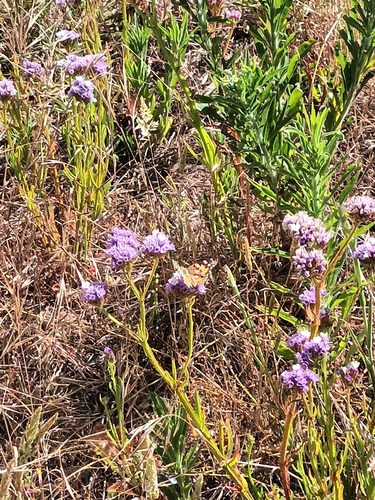 Painted Lady