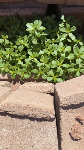 Common Purslane