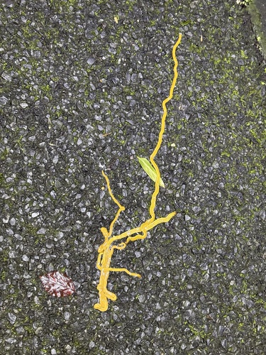 Bipalium nobile
