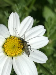 Oedemera crassipes