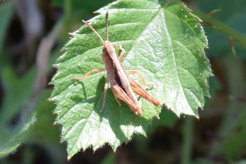 Rufous Grasshopper