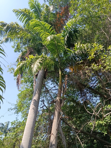 Roystonea oleracea