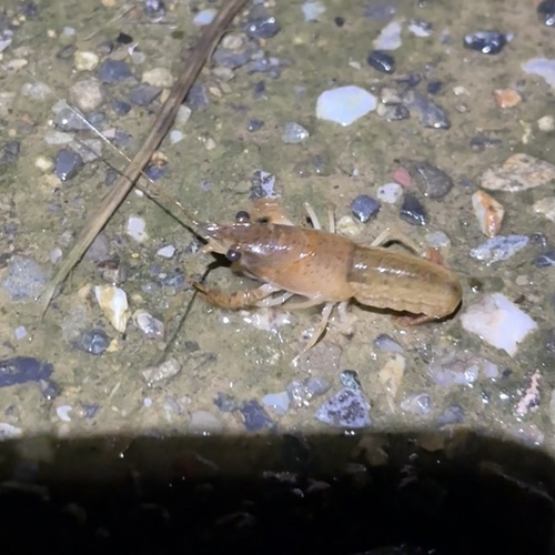 Red Swamp Crayfish